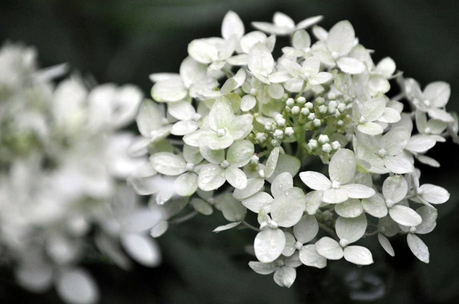 6751-Hydrangea-runaway-bride