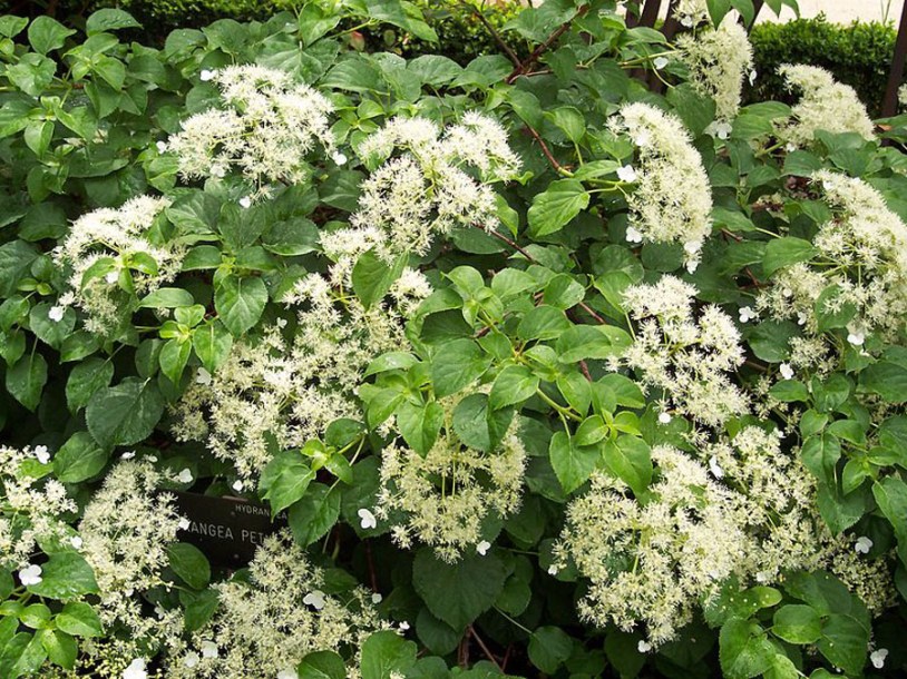 6755-Hydrangea_petiolaris_by-A.-Barra