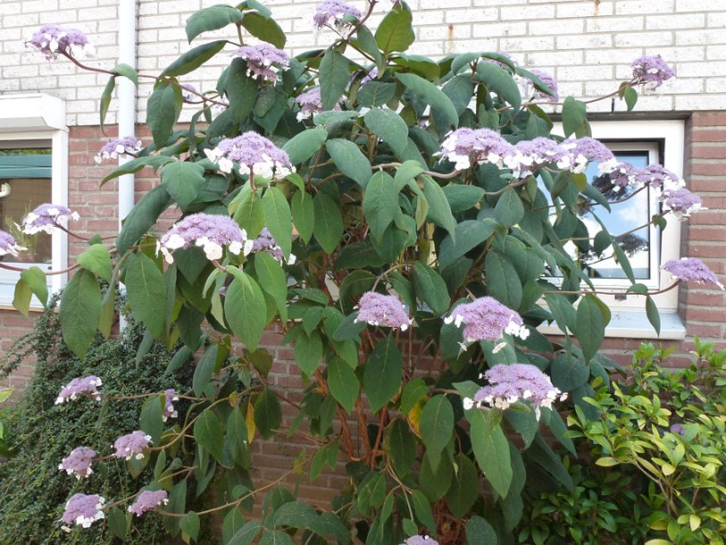 6756-Hydrangea_aspera_Macrophylla_by-Havang