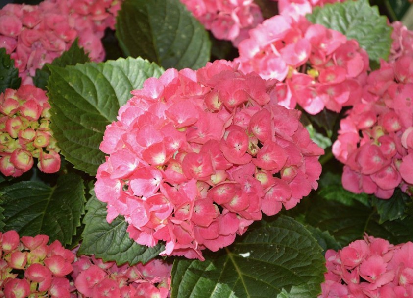 6760-hydrangea-bouquet-rose