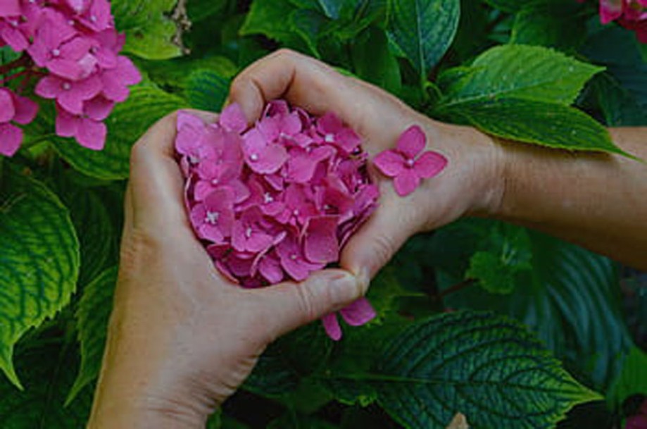 6763-hydrangea-endless-summer-love