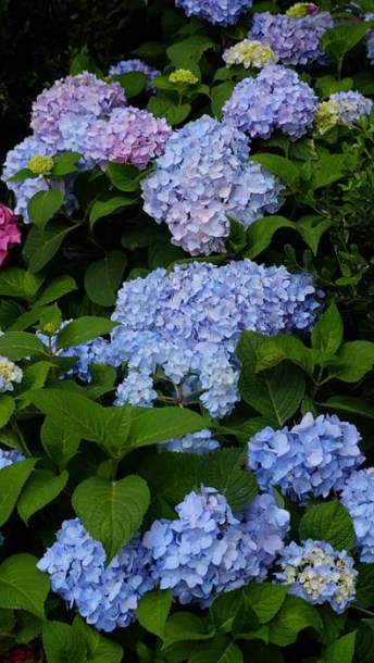 6764-hydrangea-endless-summer-bloomstar
