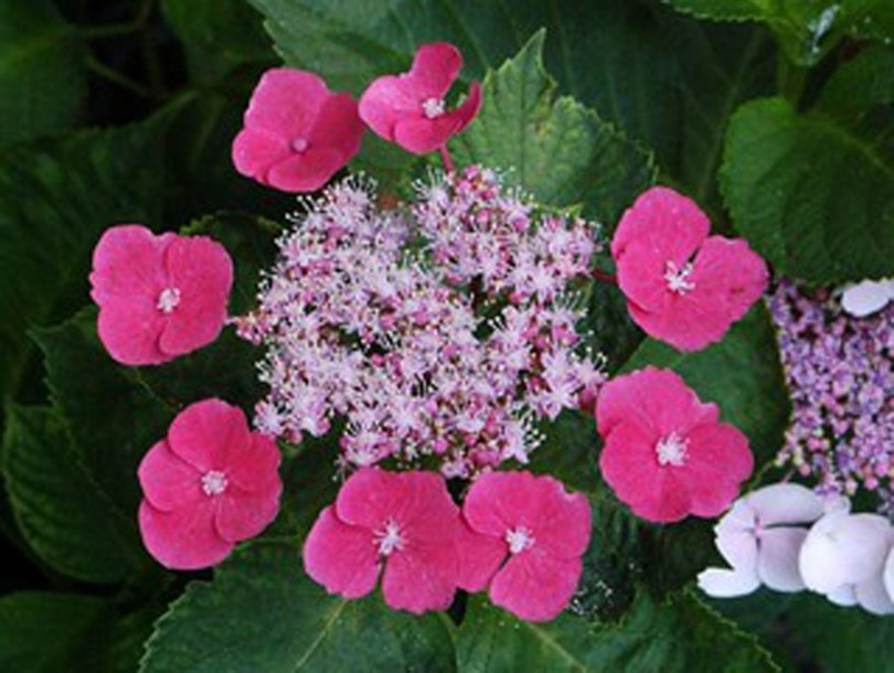 6778-Hydrangea_macrophylla-rotkehlchen