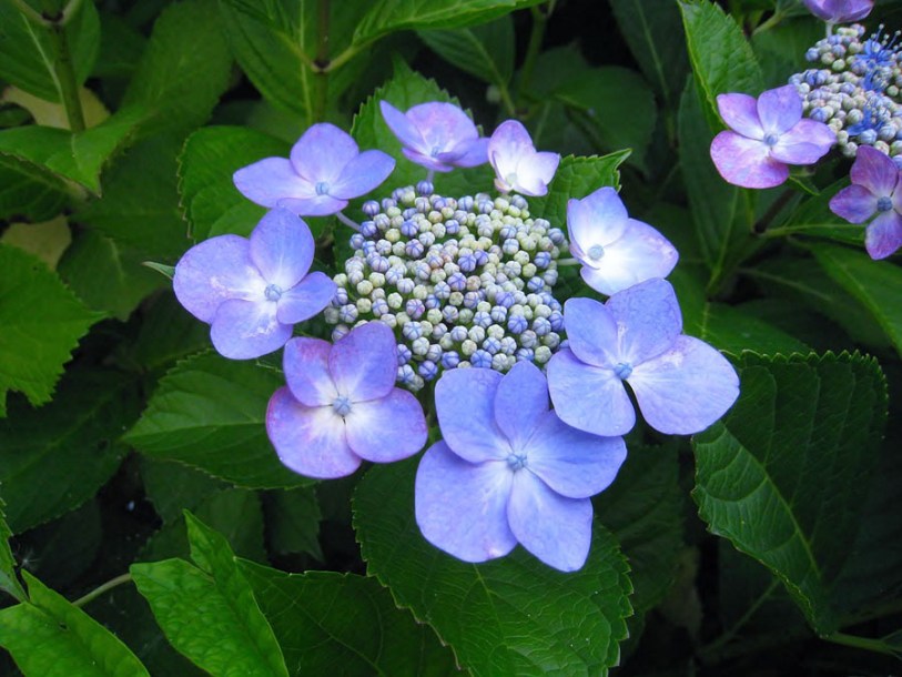 6782-Hydrangea_macrophylla-zorro