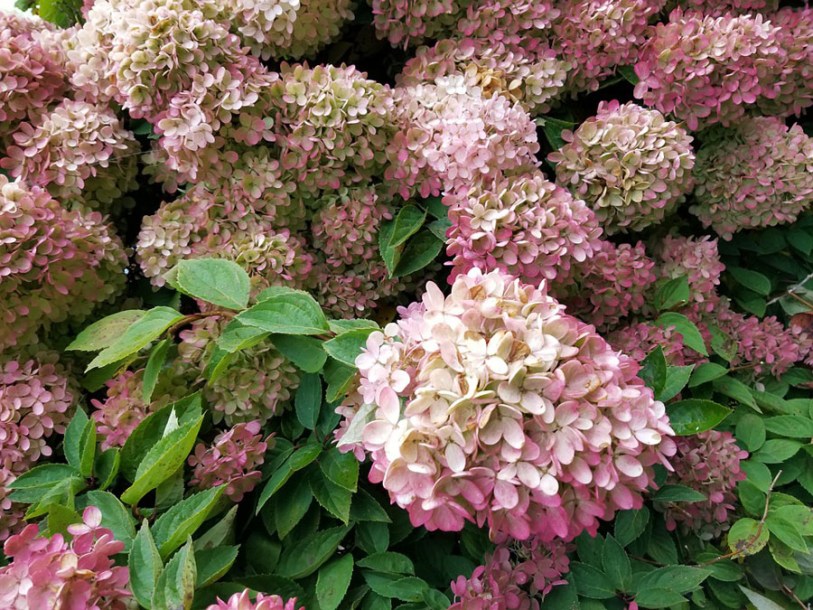 6791-hydrangea-paniculata-mega-mindy
