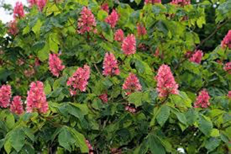 6794-hydrangea-paniculata-wims-red