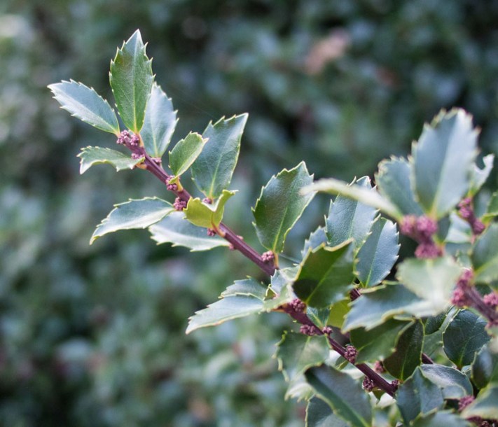 6850-Ilex_meserveae_heckenstar_by-David-J.-Stang