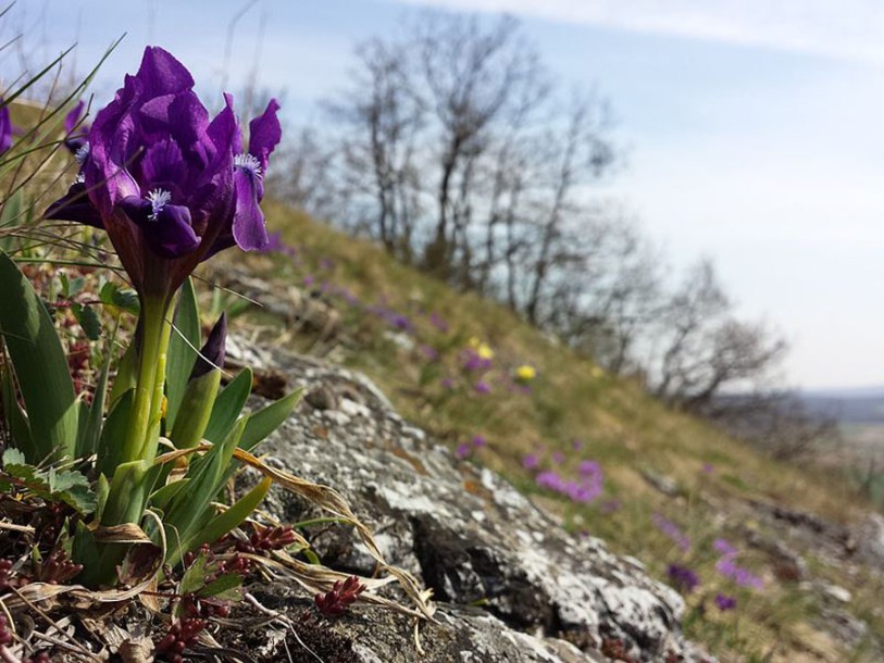 6861-iris-pumila-cherry-garden