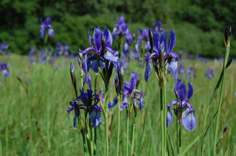6880-Iris_sibirica_by-Calzinide