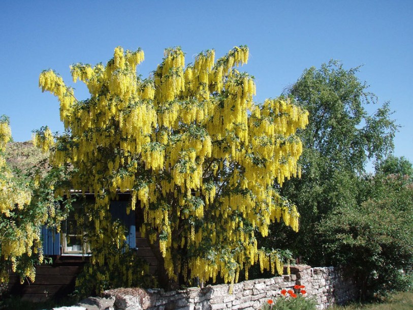 6904-laburnum-anagyroides-vossi