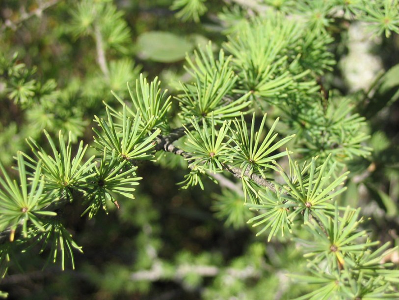 6912-laricina-arethusa-bog