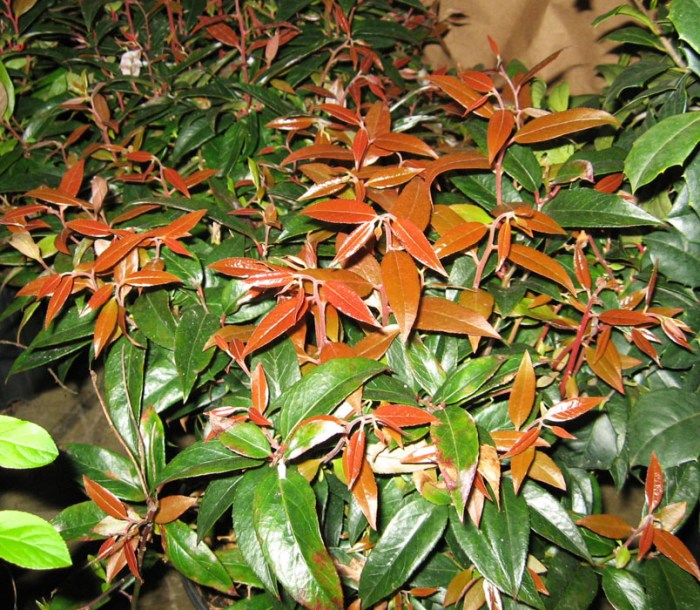 6928-leucothoe-little-flames