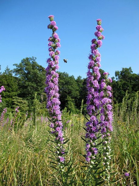 6936-Liatris_aspera_by-Kristine-Paulus