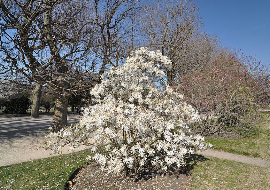 6991-Magnolia_stellata_by-Moonik