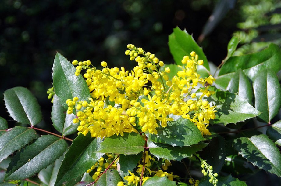 6993-mahonia-aquifolium