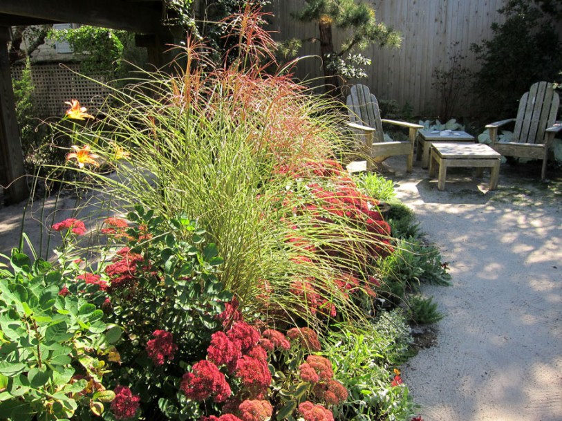 (c) cultivar413