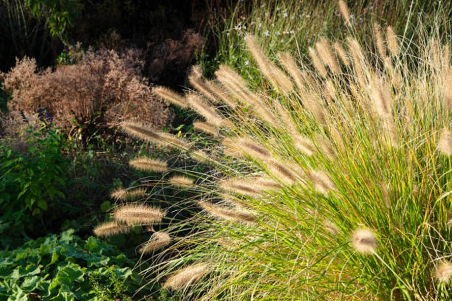 7132-pennisetum-js-jommenik