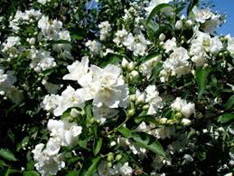 7154-philadelphus-virginal