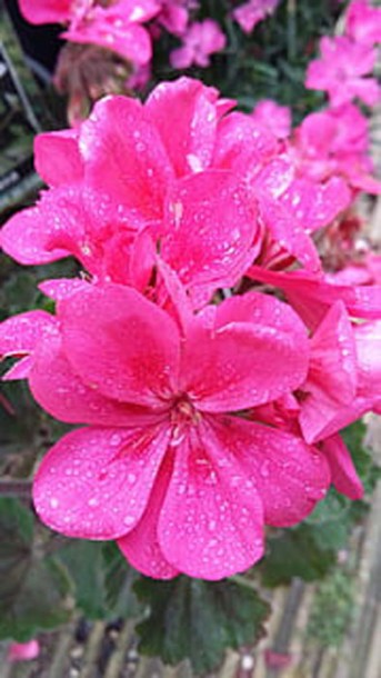 7171-phlox-amplifolia-christine