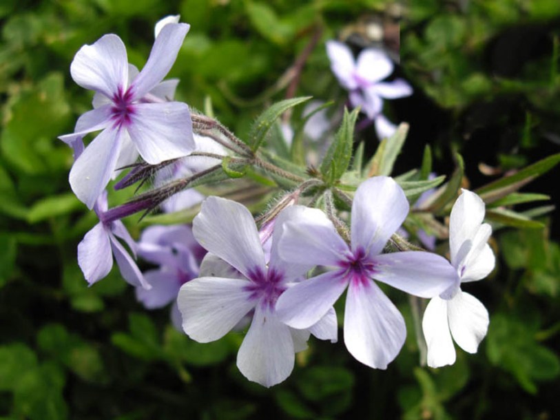 7175-Phlox_divaricata-chattahoochee_by-Ghislain118