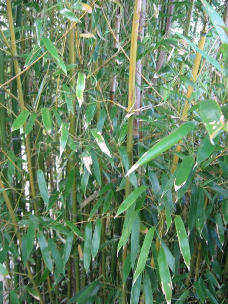 7182-phyllostachys-aureos.-spectabilis