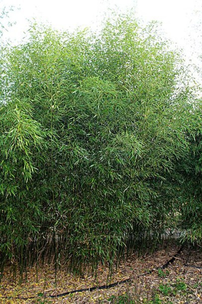 7183-Phyllostachys_bissetii_by-Filostachys