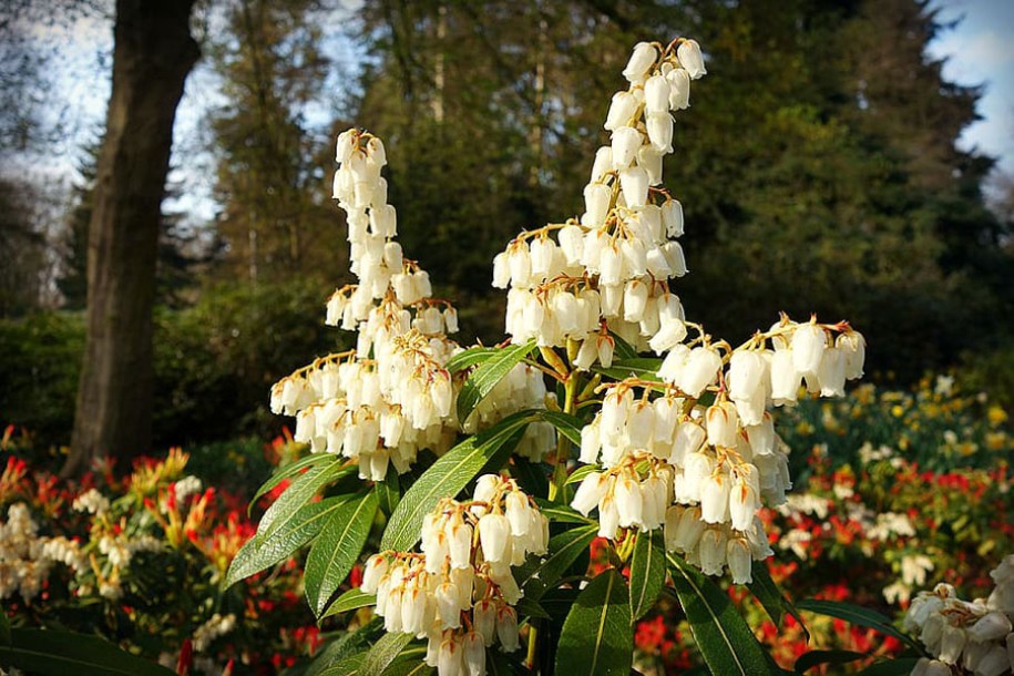 7212-pieris-jap-temple-bells