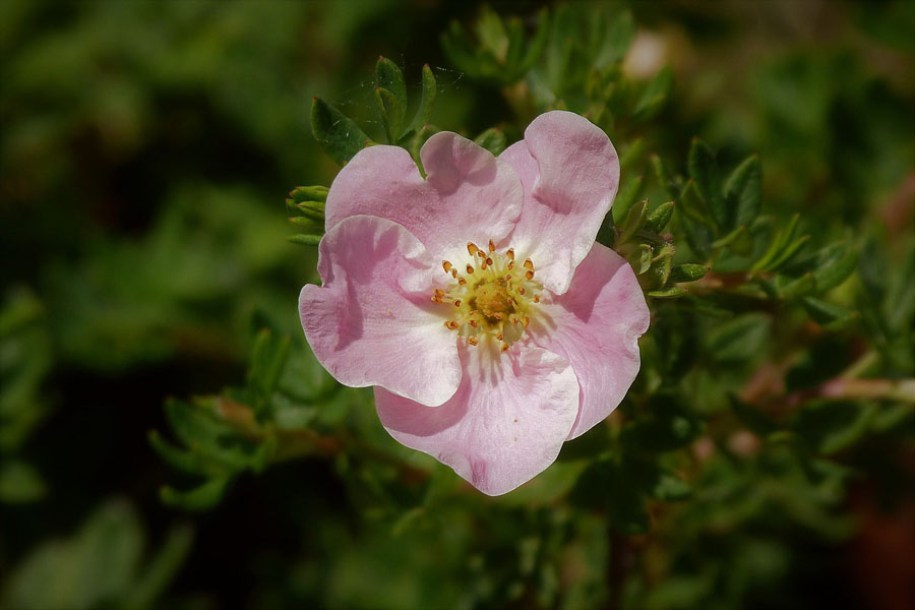 7280-potentilla-f.-blink