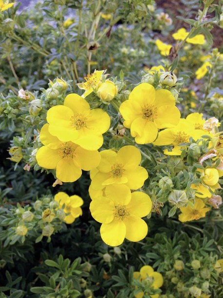7282-potentilla-f.-sommerflor
