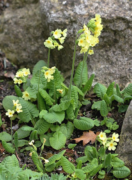 7287-Primula_elatior_by-Karelj