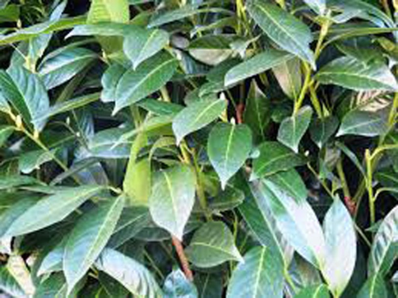 7361-prunus-l.-cherry-brandy