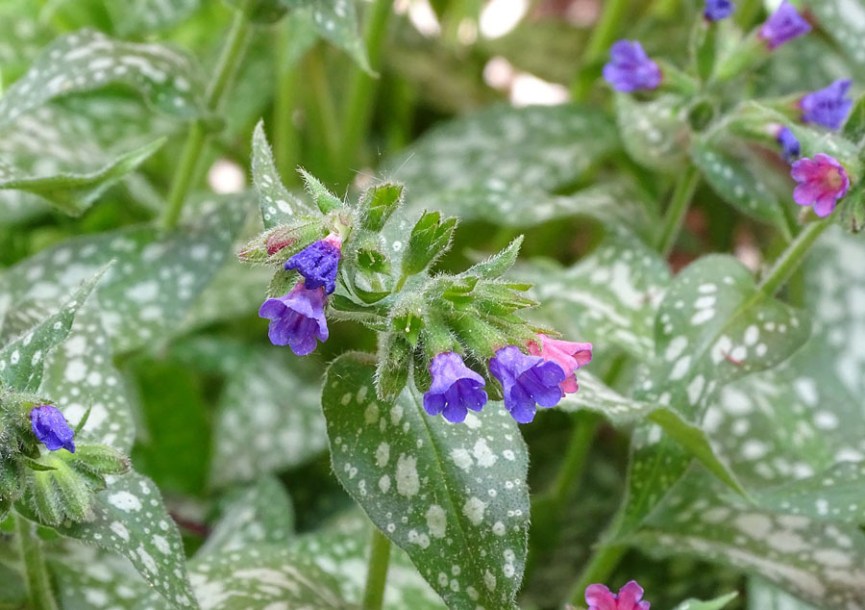 7417-pulmonaria-samurai