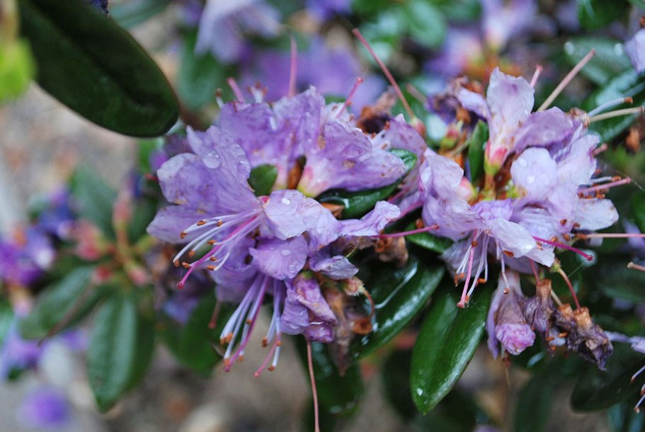7469-rhododendron-impeditum-azurika