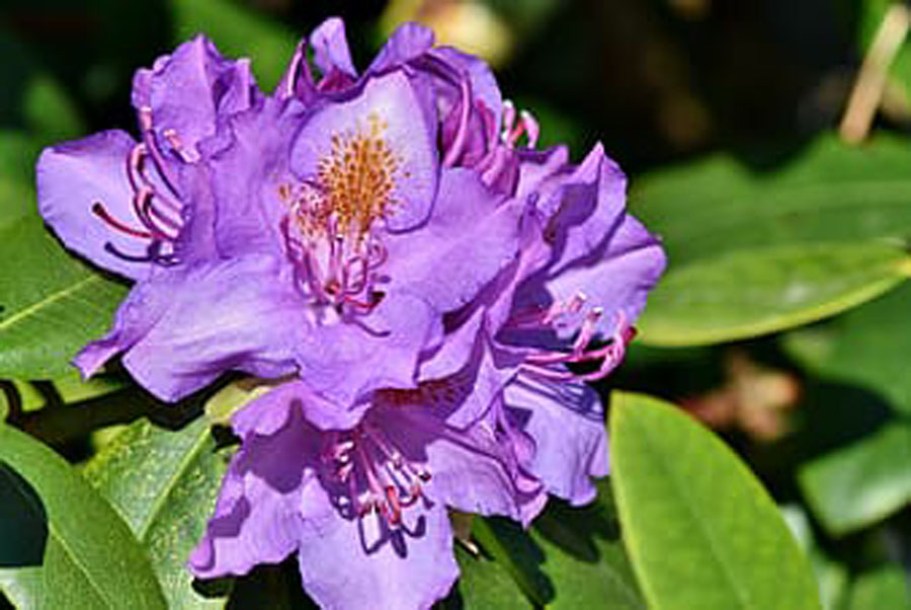 7470-rhododendron-blue-silver