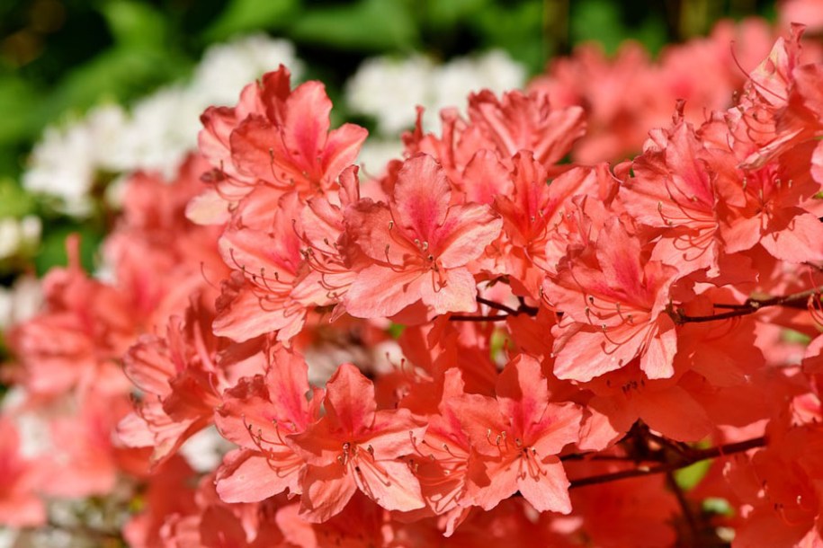 7480-rhododendron-(aj)-radja