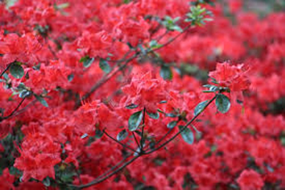 7485-rhododendron-(f)-bengal