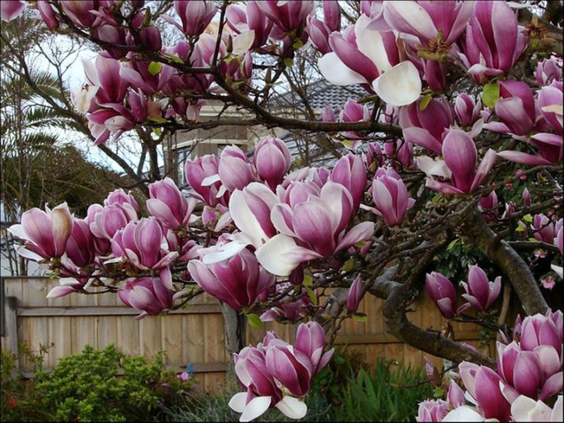 753-magnolia-soulangiana-tatters