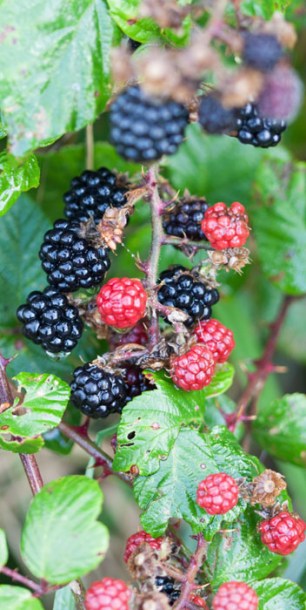 7593-rubus-frut.-chester-thornless