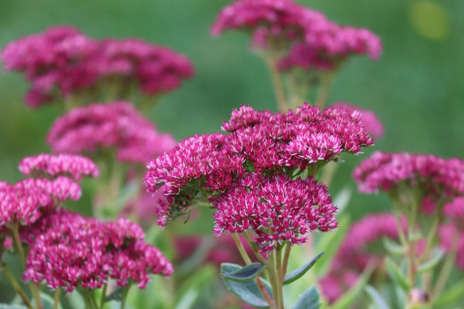 7648-sedum-mr-goodbud-(stonecrop)