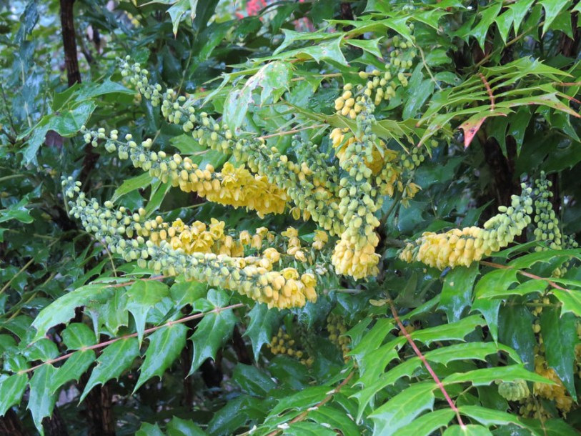 765-mahonia-media-charity