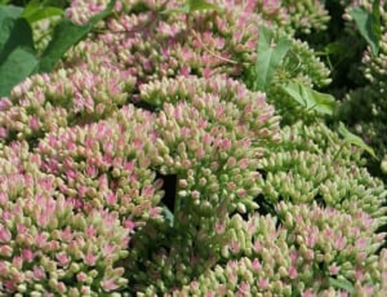 7650-sedum-twinkling-star