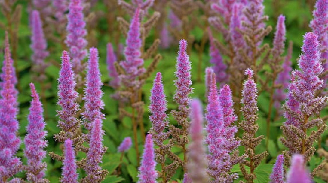 7748-teucrium-hyrc.-paradise-delight