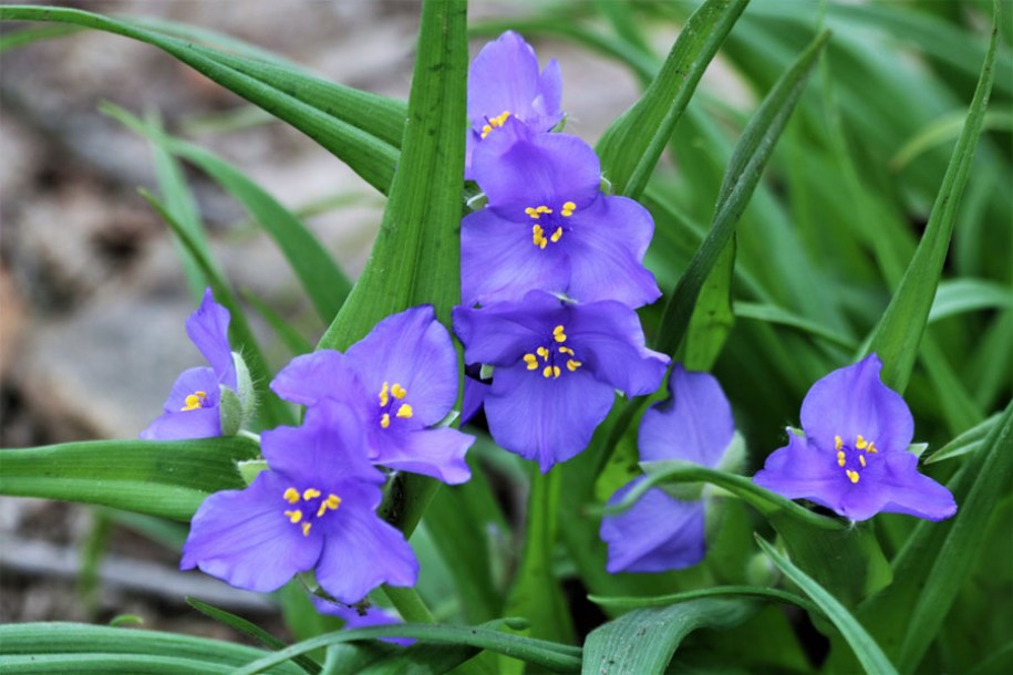 7787-tradescantia-(a)-leonora