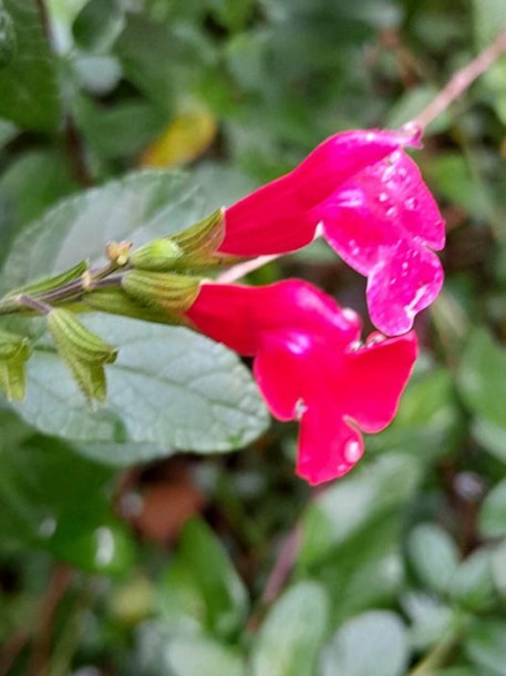 7808-salvia-hybride-amante