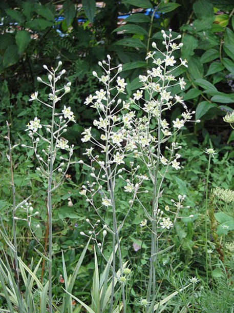 7883-Zigadenus_elegans_by-peganum