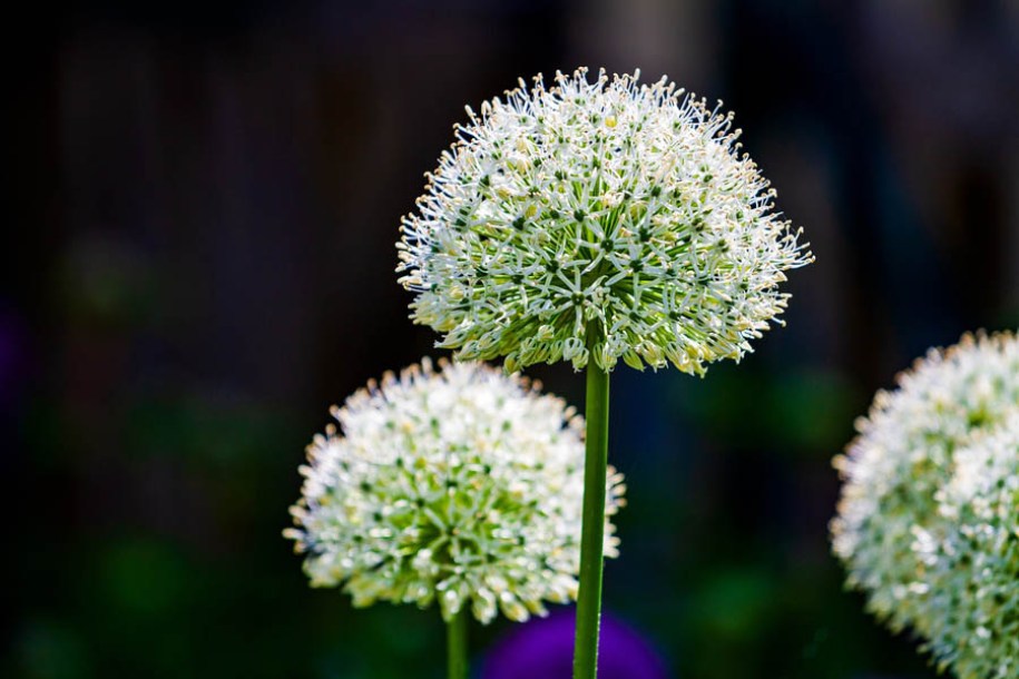 7924-allium-mont-blanc