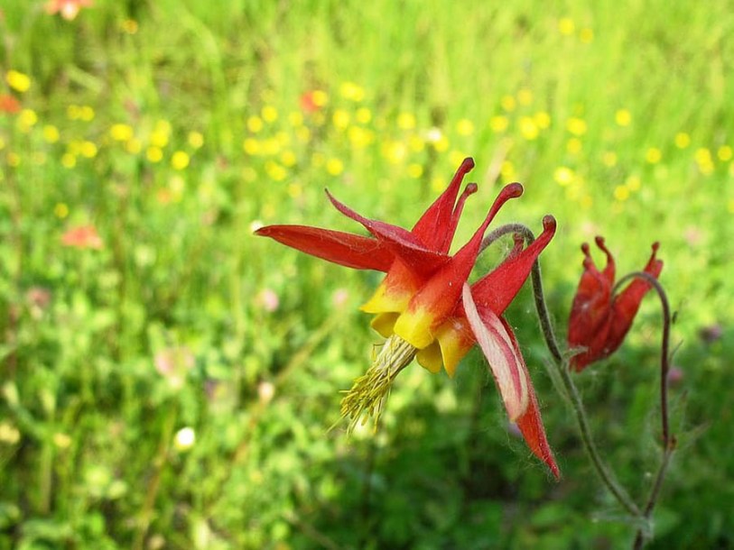 8022-aquilegia-korallie