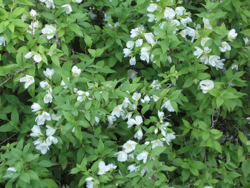 804-Philadelphus_x_lemoinei_by-A-Barra