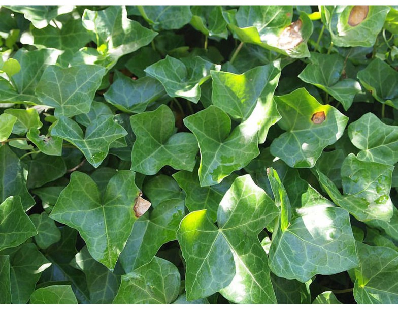 8047-hedera-helix-woerner