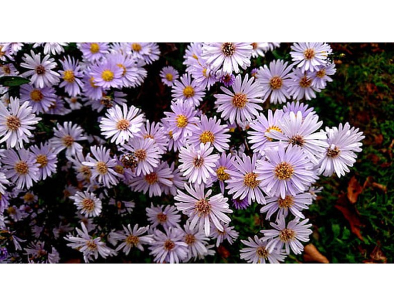 8075-aster-cord-ideal